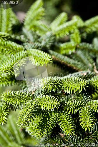 Image of Fir tree brunch close up. Fluffy fir tree brunch closeup.