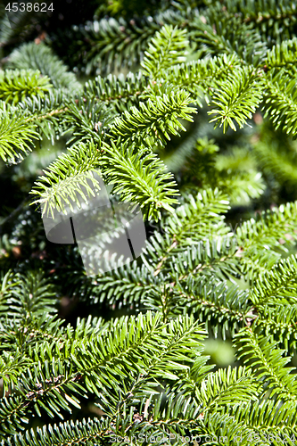 Image of Pine tree brunch closeup. Green spruce. 