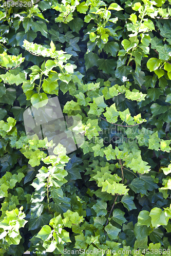 Image of Green summer leaves pattern background.