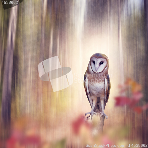 Image of Barn owl perching in the  forest