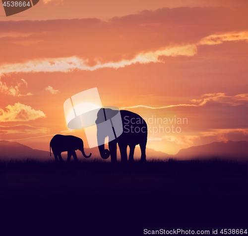 Image of Two elephants at sunset