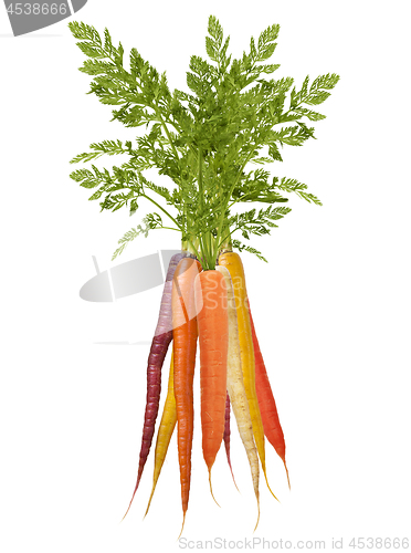 Image of Colorful Rainbow carrots on white background