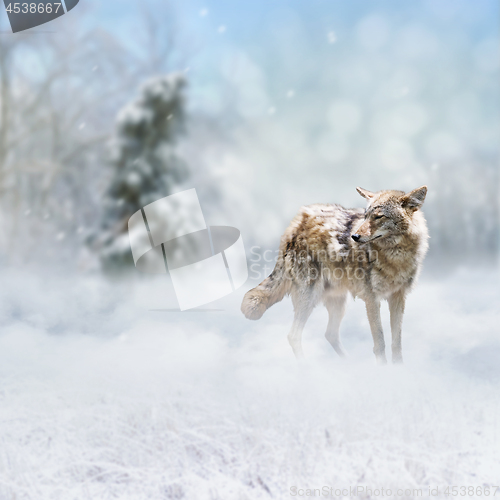 Image of coyote walking in the winter forest 