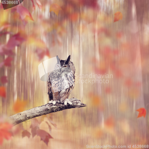 Image of Great Horned Owl perched in the autumn woods