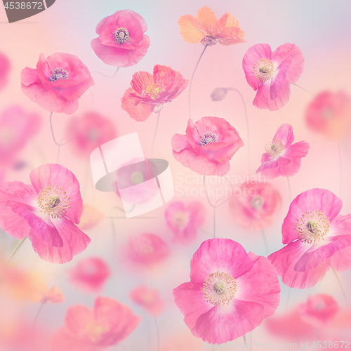 Image of  pastel floral background with poppies