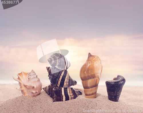 Image of seashells on sand in the beach under sunset sun light