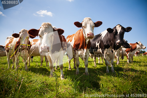 Image of Herd of cows in the pasture 