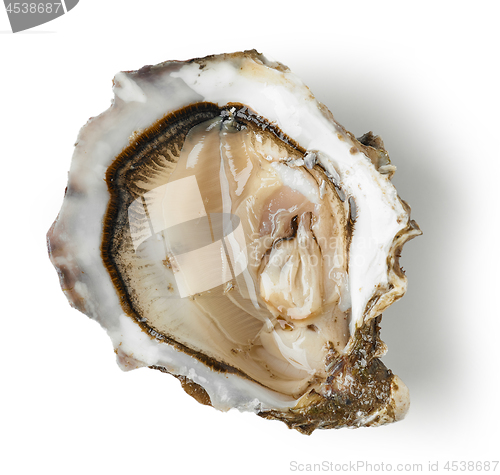 Image of fresh oyster on white background