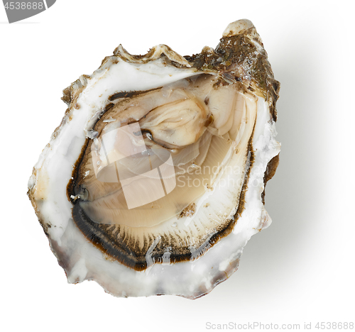 Image of fresh oyster on white background