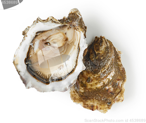 Image of fresh oyster on white background