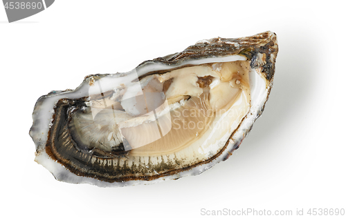 Image of fresh oyster on white background