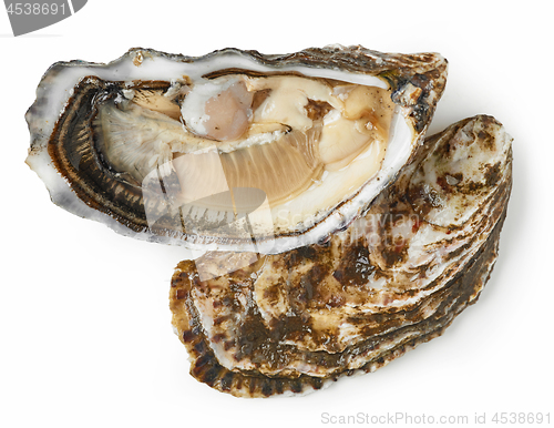 Image of fresh oyster on white background