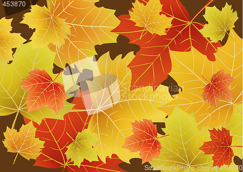 Image of Beautiful autumn leaves