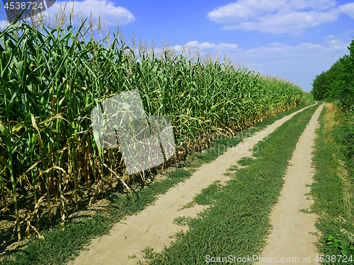 Image of Rural road among the cornfield and forest