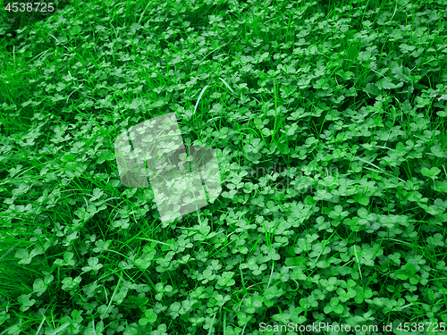 Image of Lush green clever plants in springtime