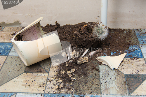 Image of Broken fallen pot and dead cactus