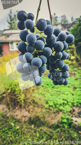 Image of Bunch of dark grapes with green background