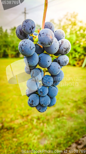 Image of Bunch of dark grapes with green background