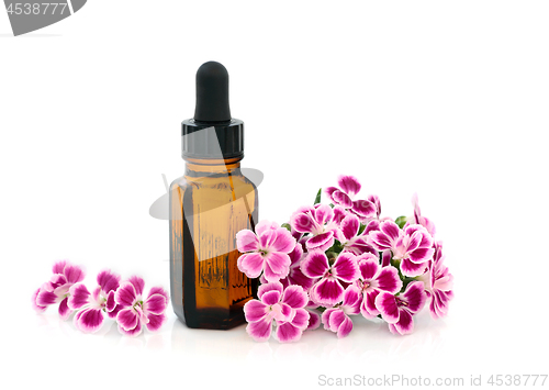 Image of Dianthus Flowers Herbal Medicine