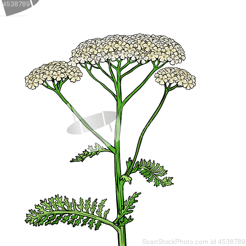 Image of yarrow milfoil flower medicinal plant. Achillea millefolium