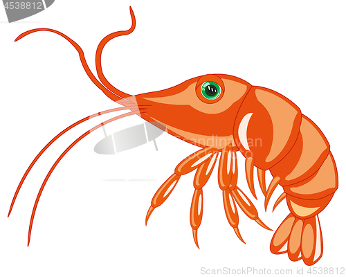 Image of Sea animal prawn on white background is insulated