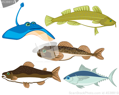 Image of Vector illustration sea and seagoing commercial fish