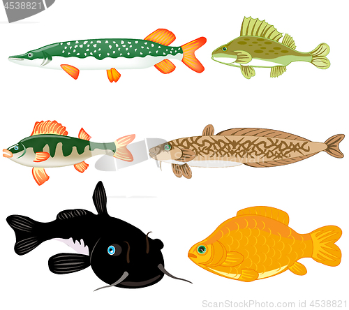 Image of Freshwater fish on white background is insulated