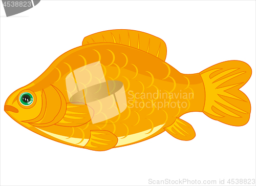 Image of Fish carp on white background is insulated