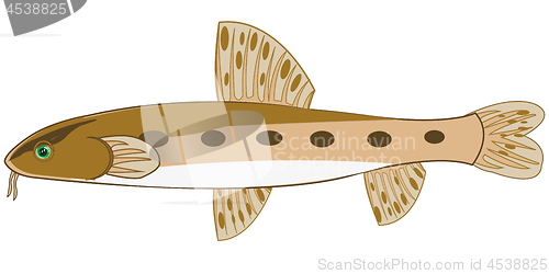 Image of Fish gudgeon on white background is insulated