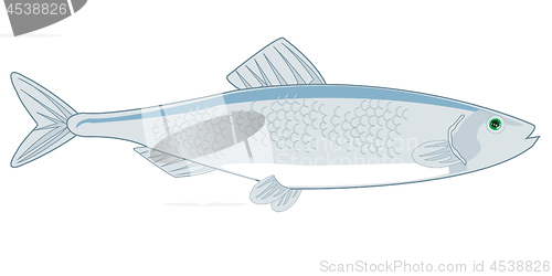 Image of Fish herring on white background is insulated