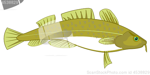 Image of Fish codfish on white background is insulated