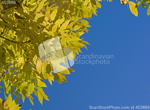 Image of autumn leaves frame