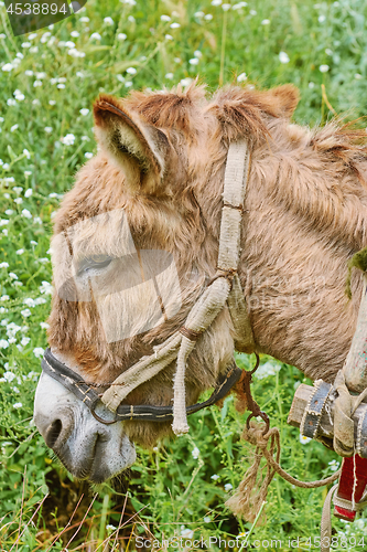 Image of Portrait of Donkey