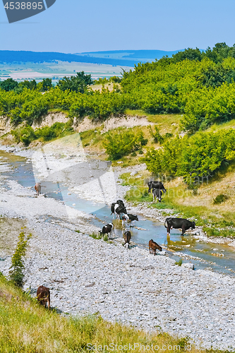 Image of Herd of Cows