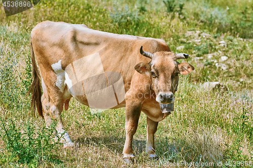 Image of Brown Cow