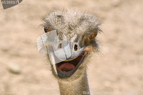 Image of Portrait of Ostrich