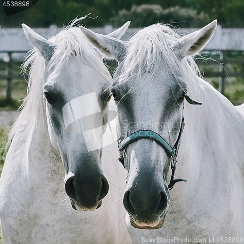 Image of White Horses