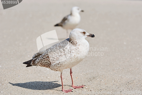 Image of Gulls Birdlings on the Sand
