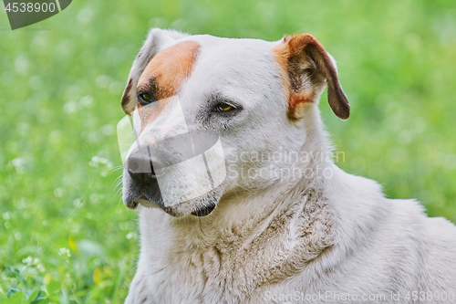 Image of Portrait of Dog