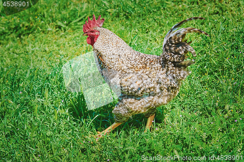 Image of Rooster Walks by the Lawn