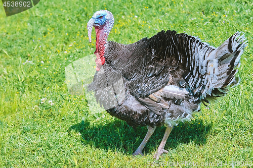 Image of Turkey on Grass