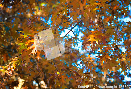 Image of autumn leaves background