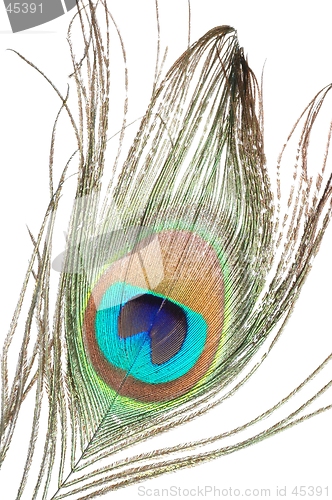 Image of Peacock feather