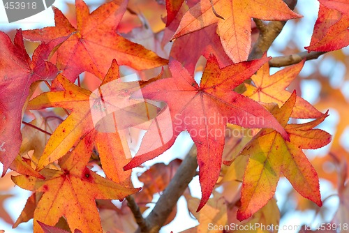 Image of autumn leaves background