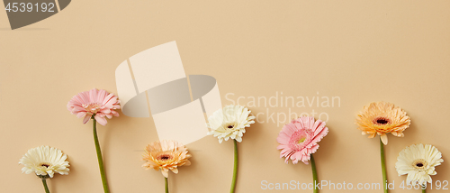 Image of panorama with different bright gerbera flowers on a beige background