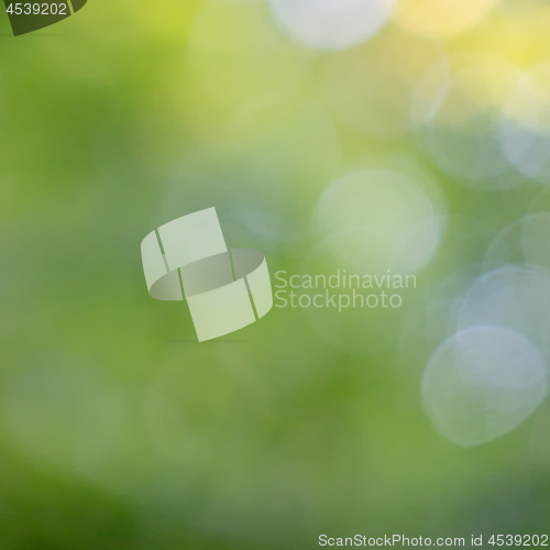 Image of Green colorful natural blurred background of green leaves in a garden with bokeh circles.