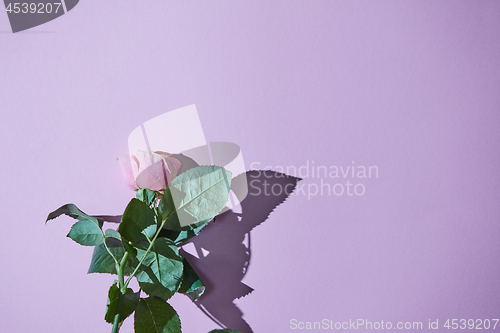 Image of Pink rose with green leaves on a purple background