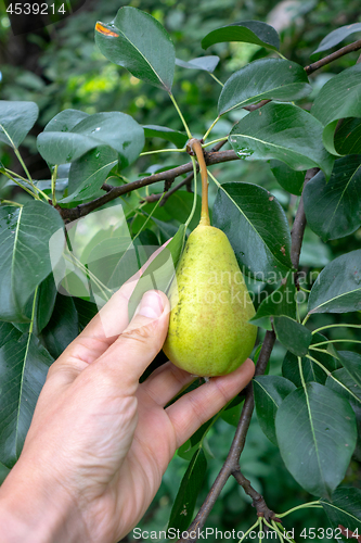 Image of Pears growing on a branch with green leaves in the garden outdoors in summer. A man\'s hand picking a fruit