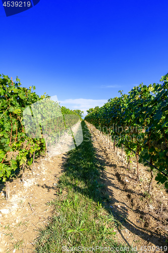 Image of typical vineyard in northern Italy Trentino