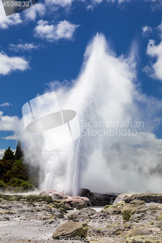 Image of Geyser in New Zealand Rotorua